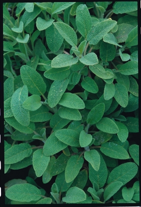 Picture of Organic Sage